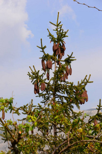 自然 颜色 天空 植物学 季节 花园 美女 特写镜头 美丽的