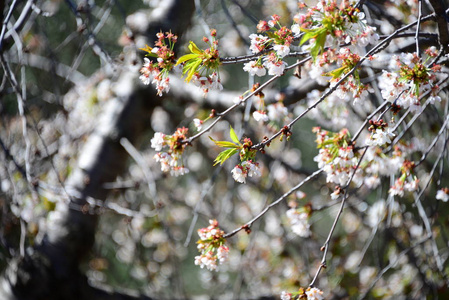 春天 特写镜头 自然 粉红色 美丽的 花园 树叶 植物区系