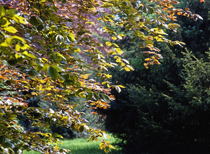 落下 长凳 植物区系 植物 秋天 森林 自然 树叶 季节