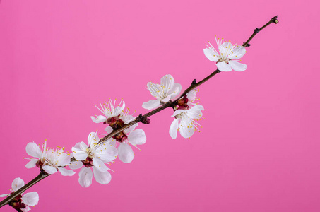 粉红色背景上的白色杏花。一年一度的新年。