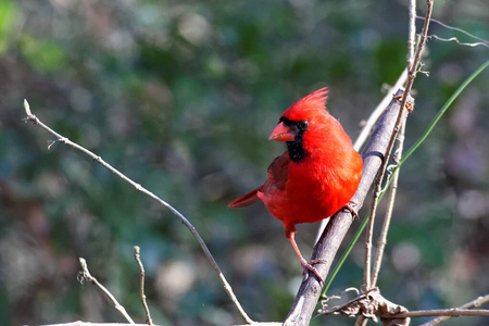 野生动物 栖息 颜色 美丽的 森林 鸟类 美国 羽毛 动物