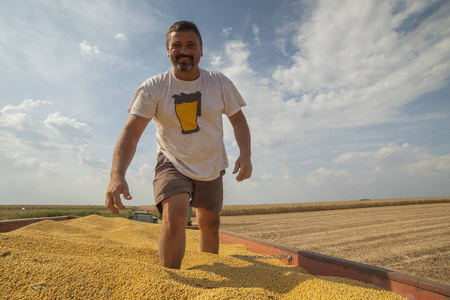 Satisfied farmer after soybean harvest 