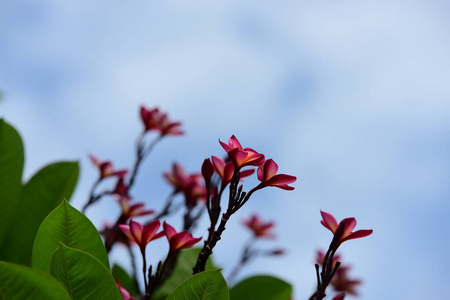 美丽的 玫瑰 自然 植物 花的 花园 紫色 盛开 夏天 树叶