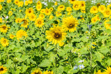 黄花向日葵农场