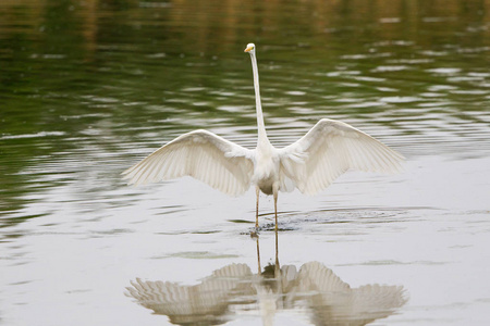 夏天 反射 苍鹭 美女 翅膀 野生动物 池塘 美丽的 自然