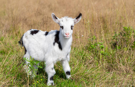 黑白相间的孩子.照片