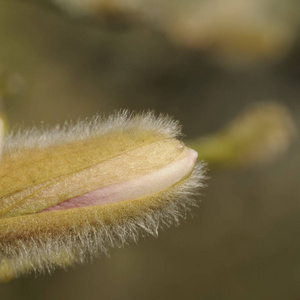 繁荣的 花儿 公园 繁荣 花园 粉红色 开花 花瓣 灌木丛