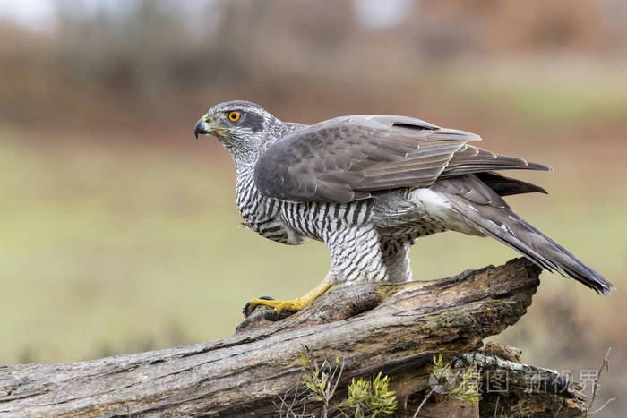 成年的北方苍鹰鹰嘴隼秋天栖息在圆木上西班牙