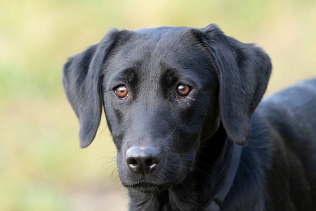 黑拉布拉多犬