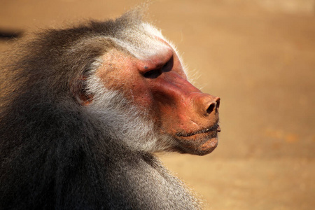 偶像 乐趣 动物学 猴子 森林 脊椎动物 猩猩 黑猩猩 灵长类动物