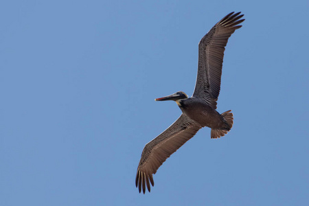 天空 野生动物 羽毛 航班 观鸟 水禽 自然 飞行 翅膀