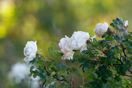 玫瑰 自然 颜色 反思 开花 美丽的 植物区系 照片 特写镜头