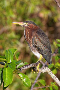 美国 野生动物 环境 美丽的 鸟类 亚洲 羽毛 公园 动物