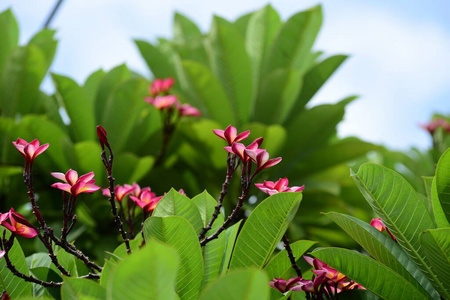 玫瑰 美丽的 花园 花的 树叶 特写镜头 颜色 粉红色 紫色