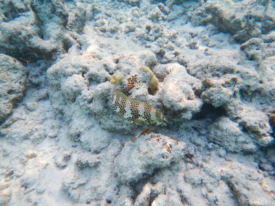 浮游生物和热带鱼类