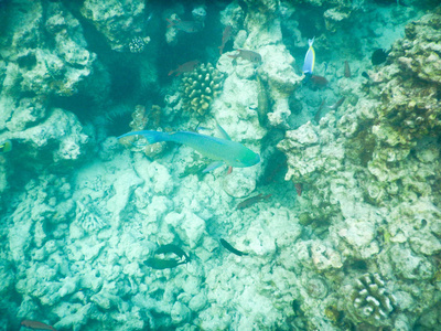 浮游生物和热带鱼类