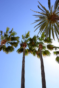 植物 自然 棕榈 天空 夏天 海滩 椰子 热带 旅行 西班牙