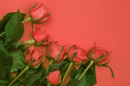 Pink roses on a pink background. 