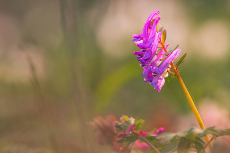 植物 紫色 春天 开花 森林 繁荣 繁荣的