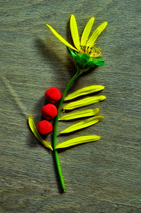 太阳花形这幅构图是用象形的花做成的.照片