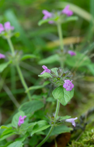 特写镜头 照片 草本植物 盛开 自然 开花 根茎 野花 唇形科