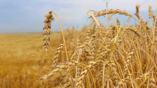 黑麦 大麦 季节 乡村 土地 农事 夏天 生长 自然 收获
