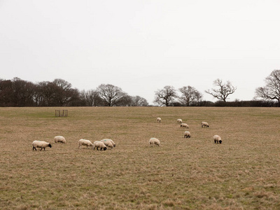 农场 风景 英国 自然 场景 动物 天空 秋天 牧场 领域