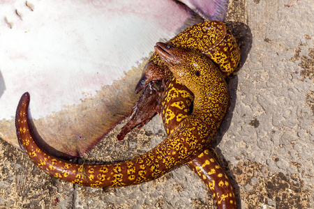 海滩上的小海鳗照片