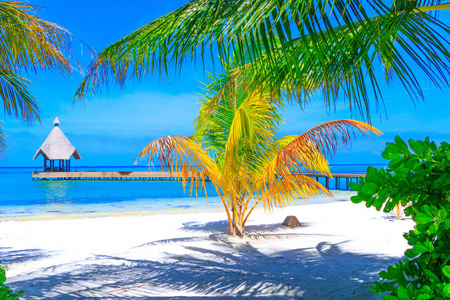 放松 天空 天堂 场景 海洋 假期 塞舌尔 远的 棕榈树
