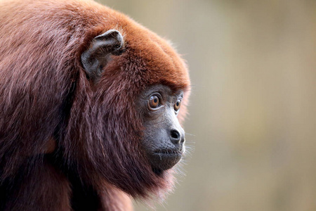 旅行 毛皮 面对 野生动物 颜色 森林 自然 哺乳动物 新的