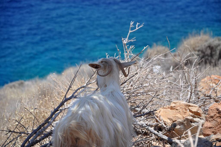 假期 小岛 风景 希腊 山羊 海洋 克里特岛 假日 自然