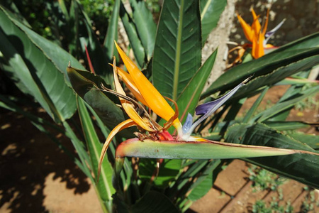 花园 美丽的 植物 春天 特写镜头 开花 夏天 自然 植物区系