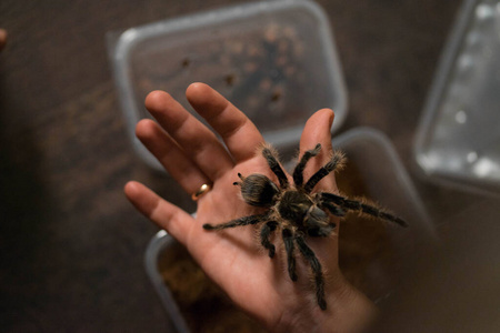 腿粗的大蜘蛛照片