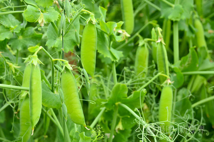 绿豆豆荚在绿色模糊的背景上