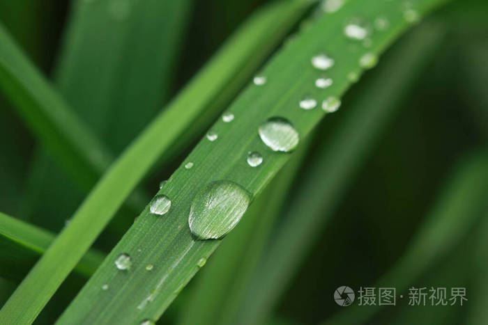 领域 植物 花园 浸湿 雨滴 颜色 植物区系 草本植物 生长