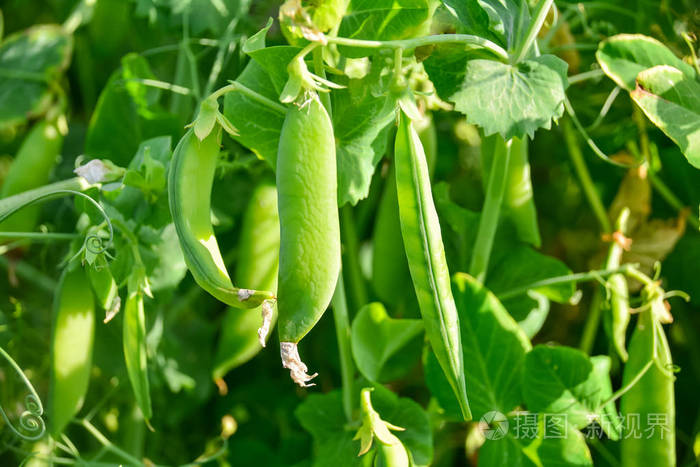 绿豆豆荚在绿色模糊的背景上