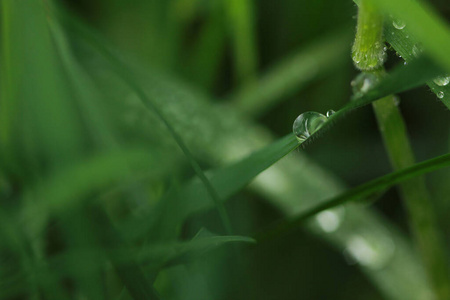 美丽的 花园 环境 露水 春天 滴水 草本植物 特写镜头