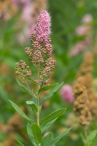 照片 植物 蔷薇 灌木 螺旋体 绣线菊 颜色 特写镜头 植物区系