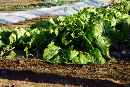 园艺 蔬菜 农场 领域 农业 成长 食物 自然 作物 花园