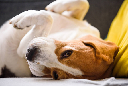 小猎犬累了，睡在沙发上，姿势很滑稽。