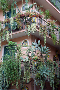 五颜六色 美极了 五花八门 植物 房子 西西里岛 陶尔米纳