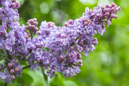 花瓣 盛开 紫色 颜色 天空 植物区系 夏天 园艺 植物学