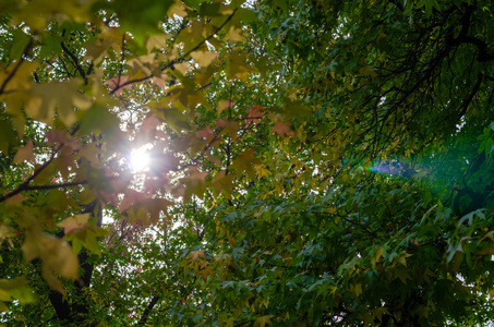 阳光透过茂密的绿色树叶图片