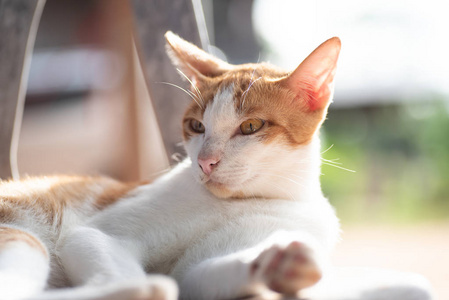 小猫 宠物 可爱极了 基蒂 动物 猫科动物 哺乳动物 双色