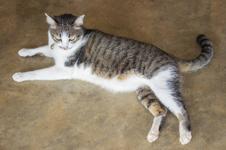 可爱的 泰国 鼻子 摄影 照片 小猫 宠物 乐趣 动物 猫科动物