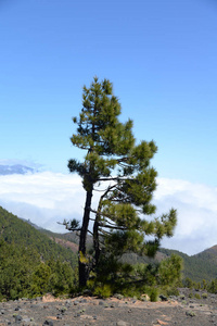 松木 金丝雀 自然 西班牙 风景 乡村