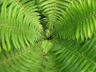 纹理 花园 森林 植物区系 自然 蕨类植物 颜色 植物学