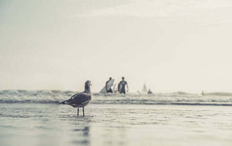 一只海鸥在海边的公共海滩上看人们和冲浪者洗澡