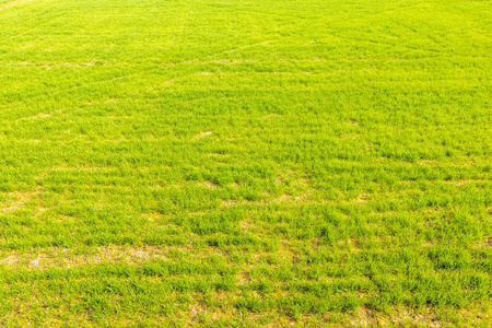 Young wheat crop field, beautiful view of green wheat crop with 