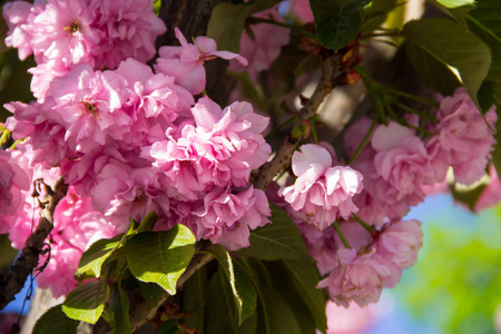 粉红色开花的日本樱桃树樱花详图
